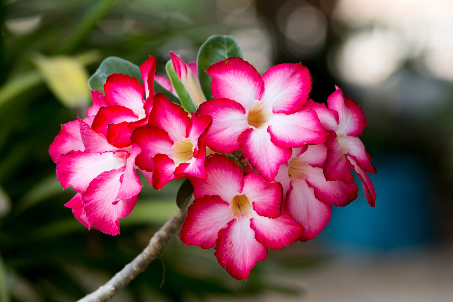 Adenium dwarf deep secret