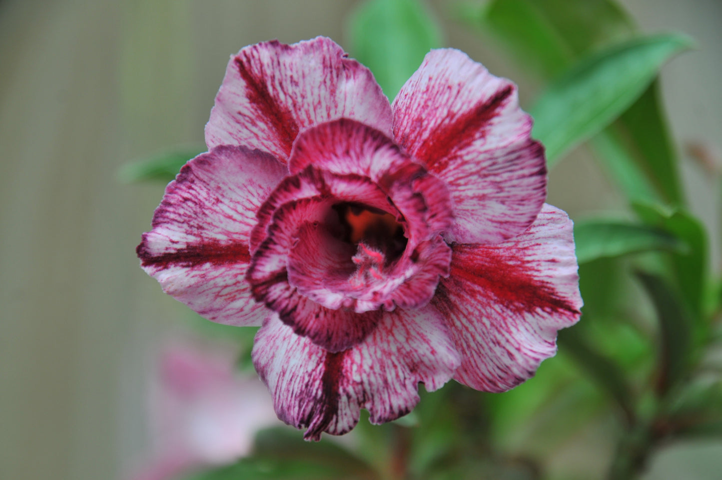 Adenium Think of You