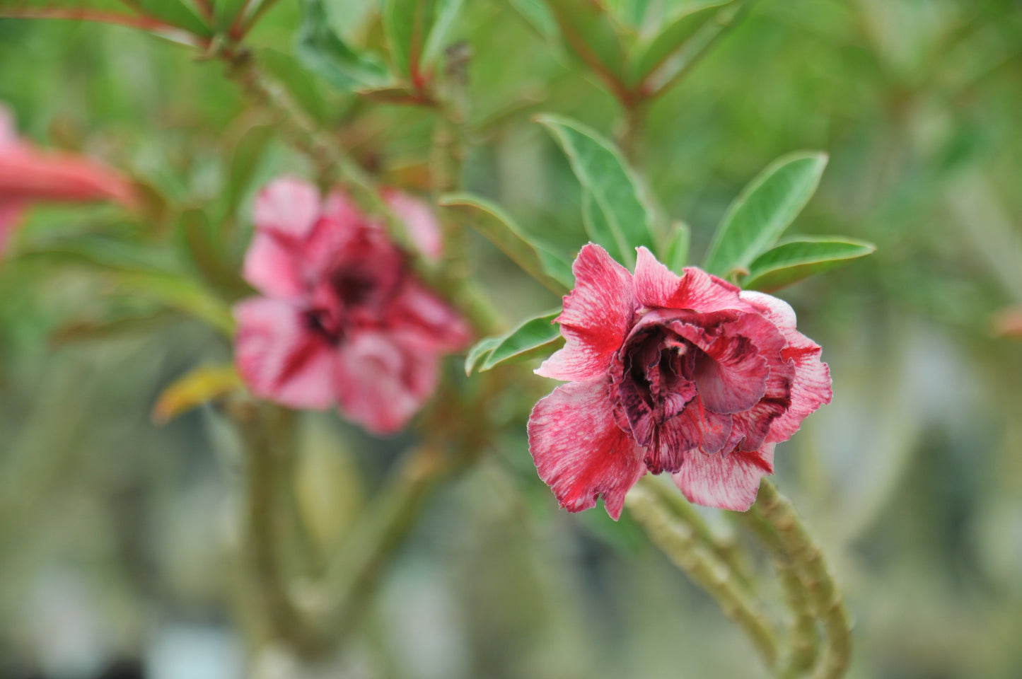 Adenium Think of You