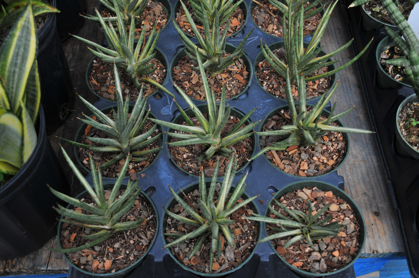 Sansevieria Francisii Variegated
