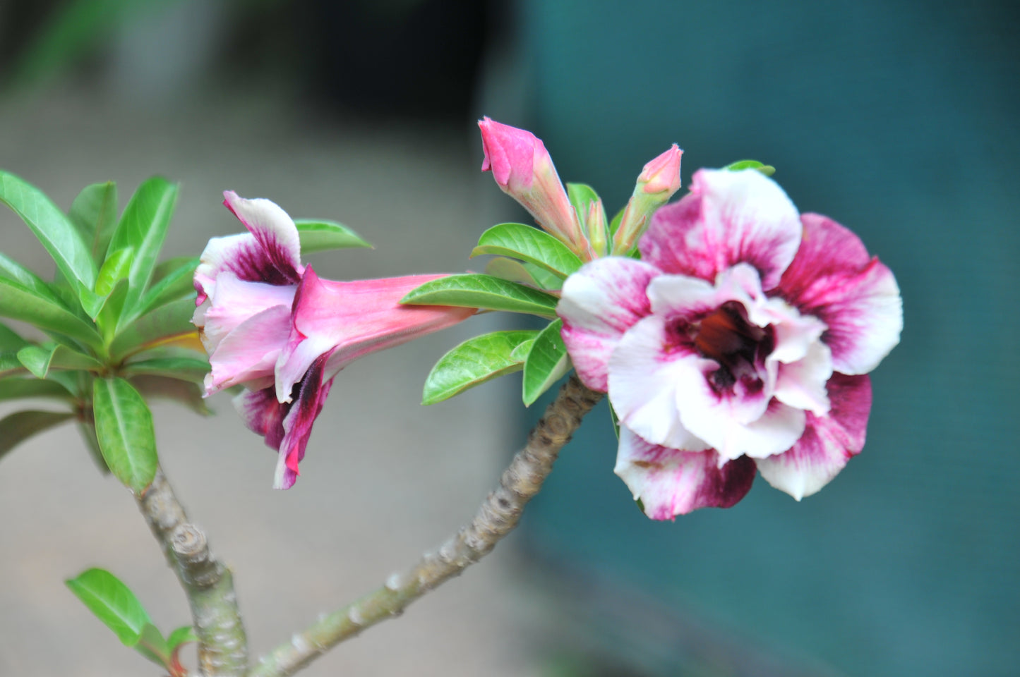 Adenium Purple Ruby
