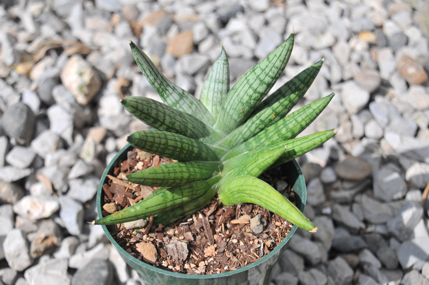Sansevieria Rookie