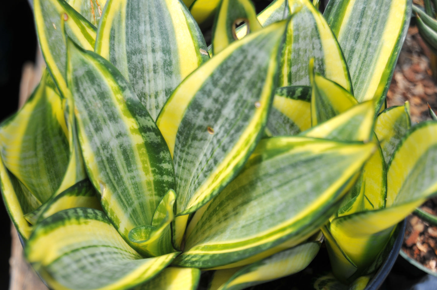 Sansevieria 'Gold dust'
