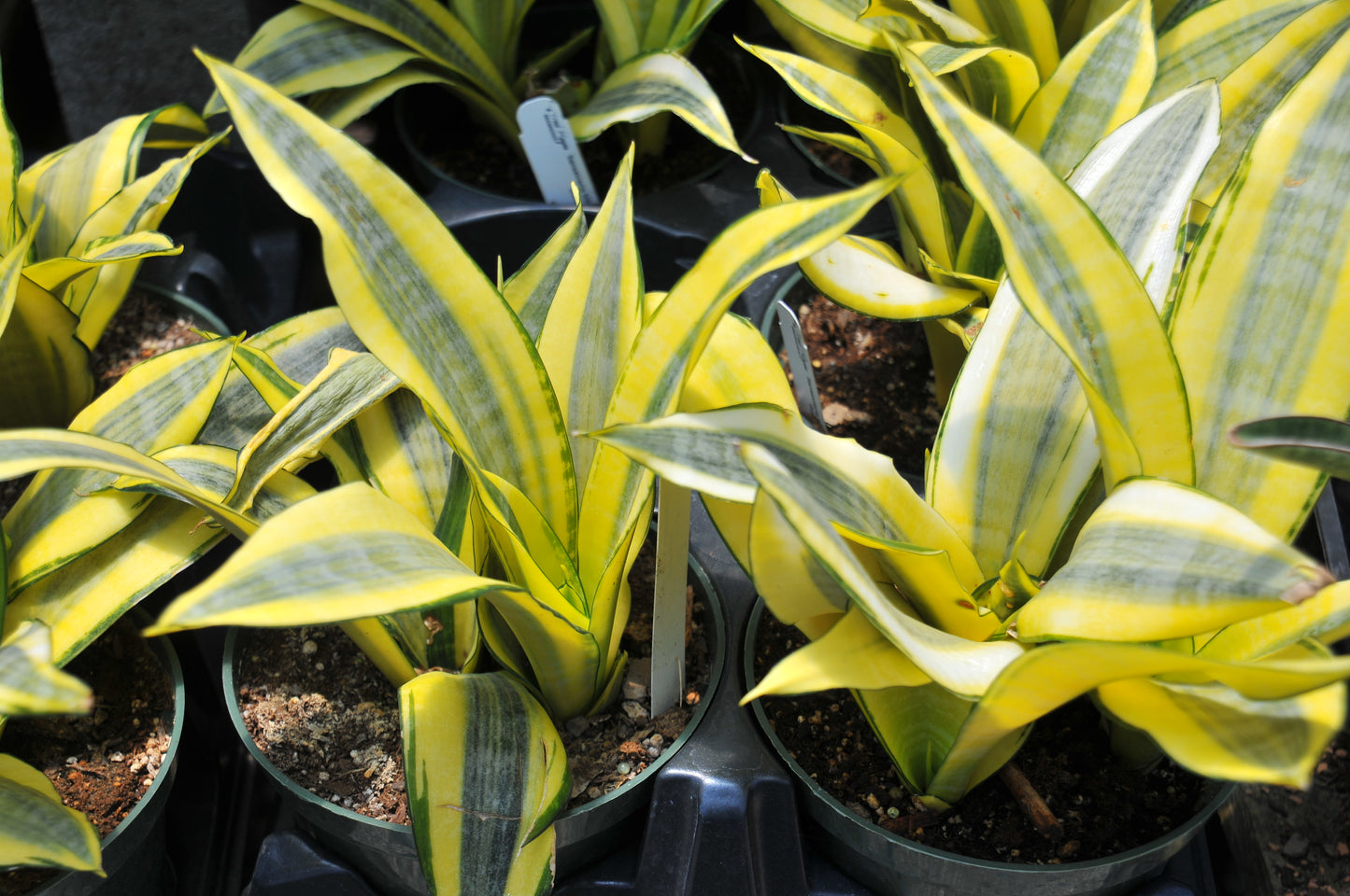 Sansevieria Golden Flame