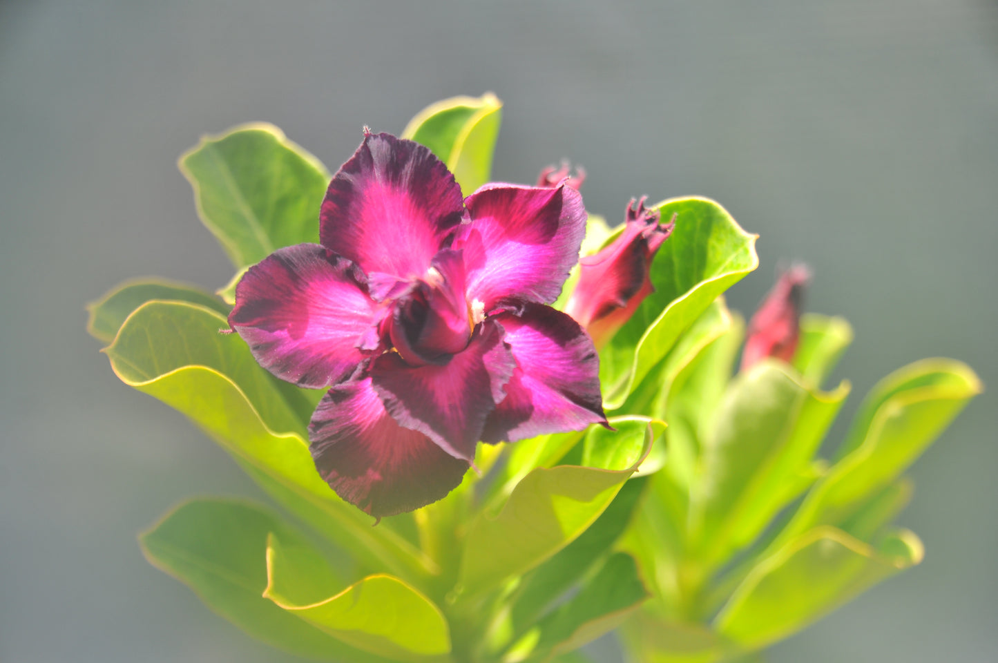 Adenium Purple Plum