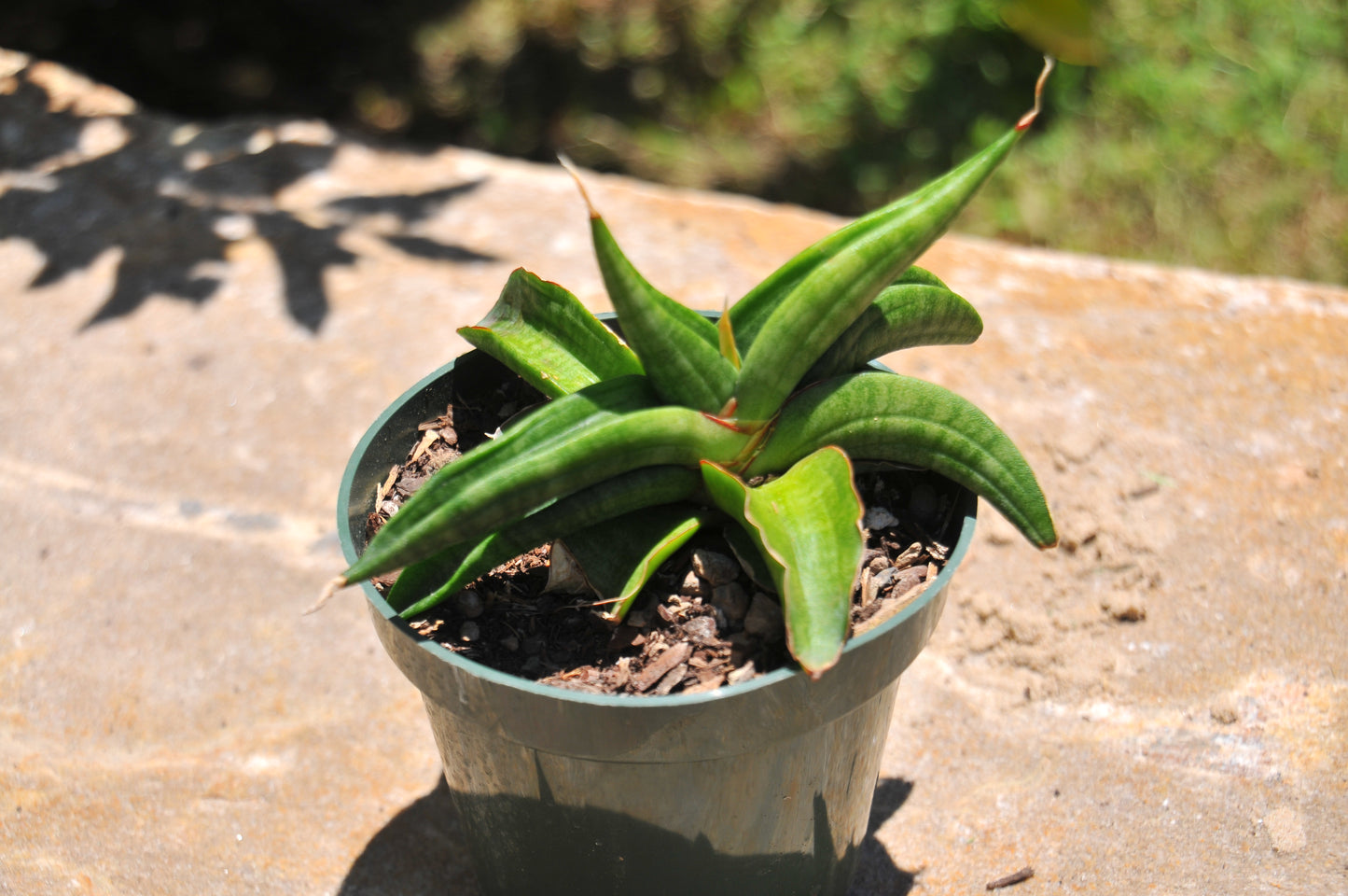 Sansevieria patens spider
