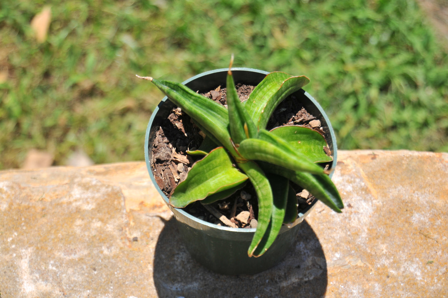 Sansevieria patens spider