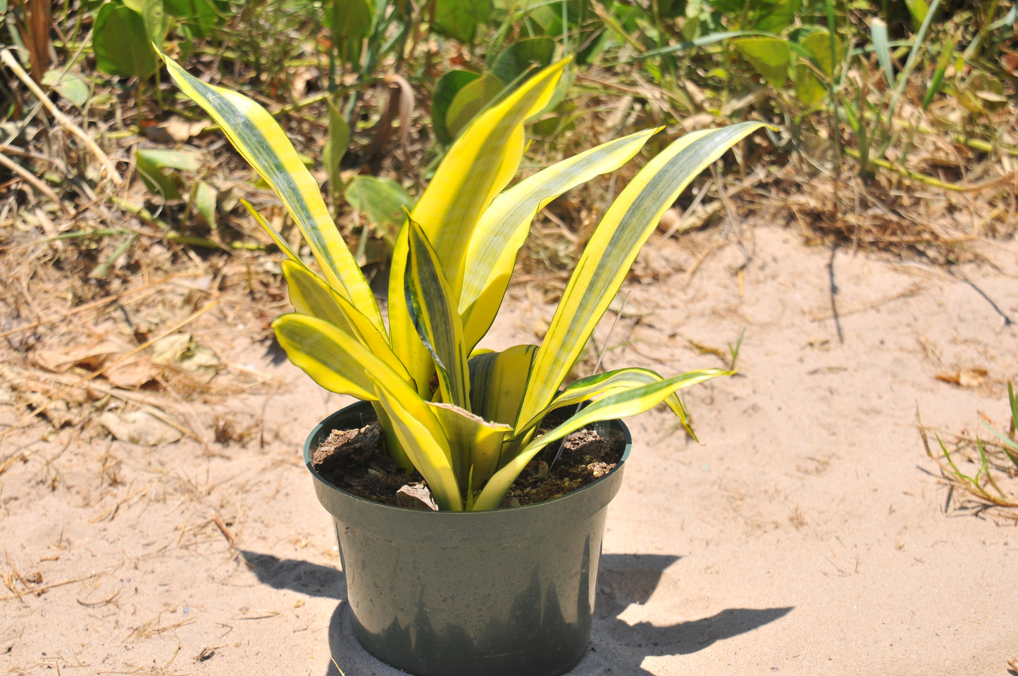Sansevieria Golden Flame