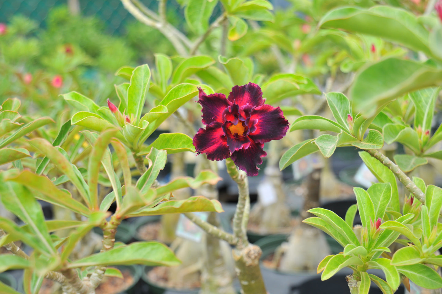 Adenium Black Border