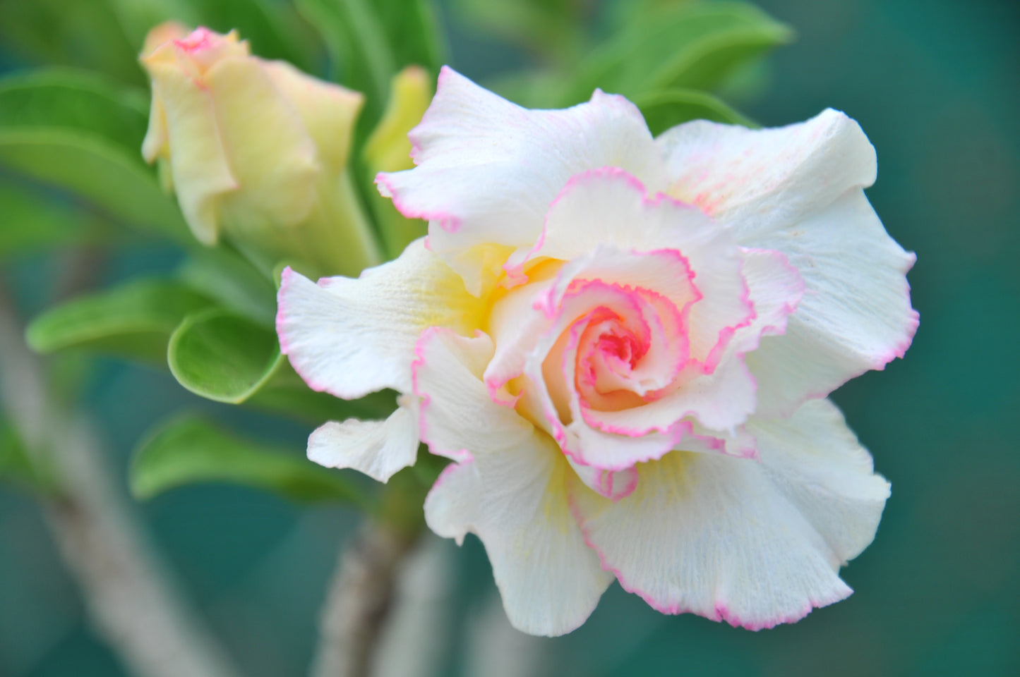 Adenium Candy