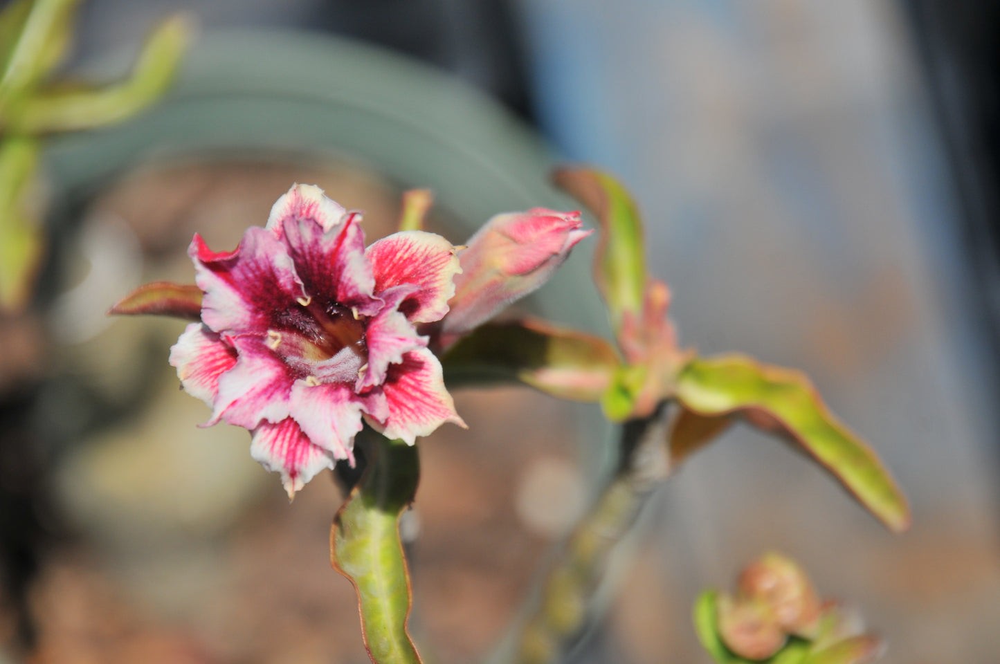 Adenium Sunshine