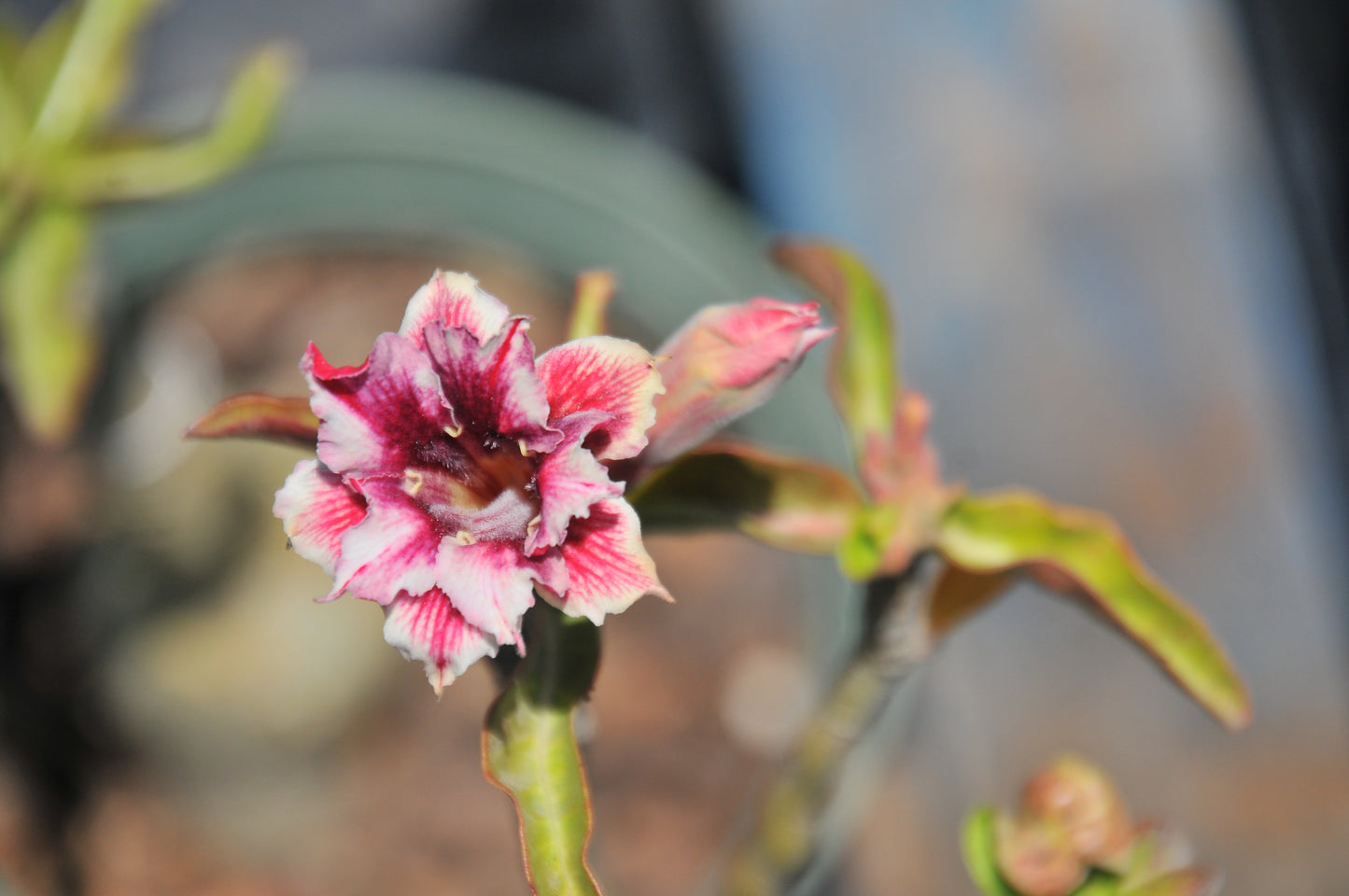 Adenium Sunshine