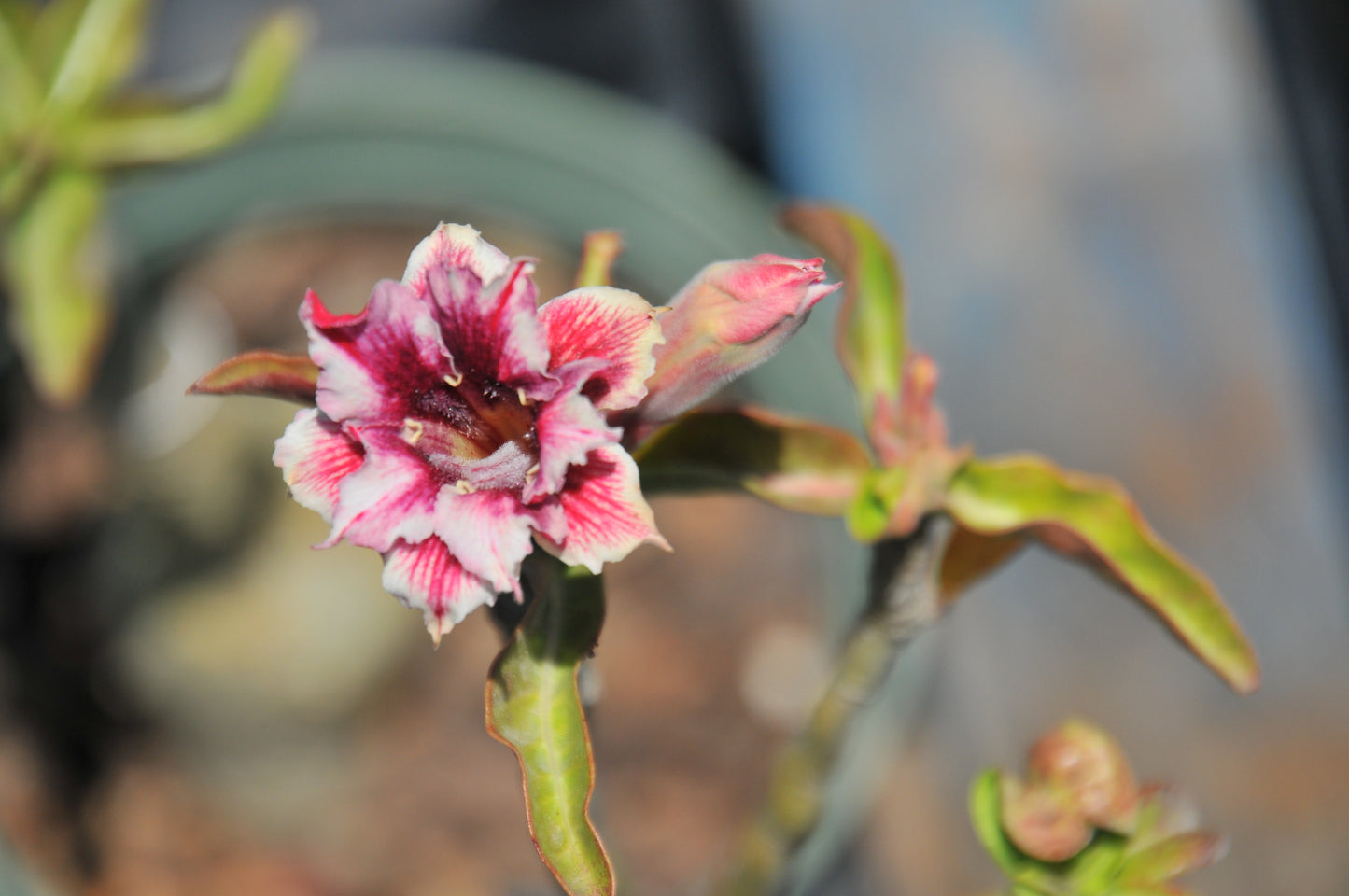 Adenium Sunshine