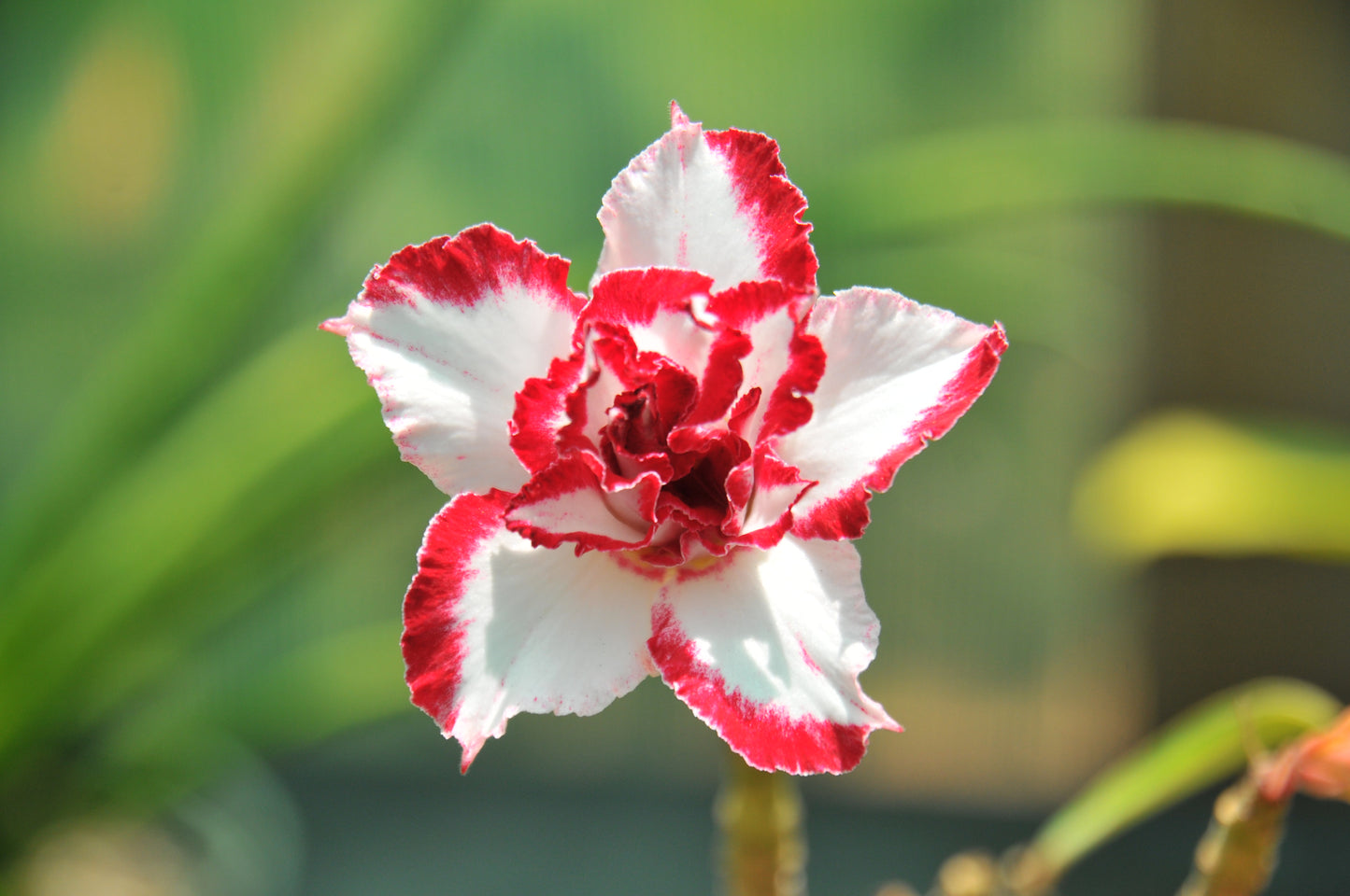 Adenium Ferrari