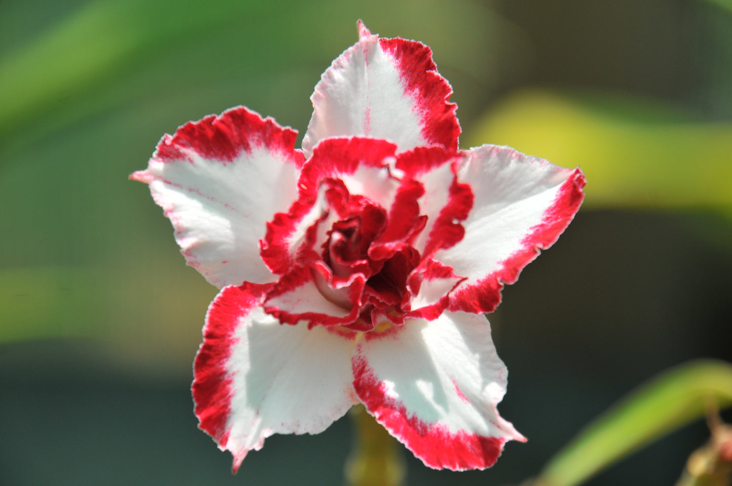 Adenium Ferrari