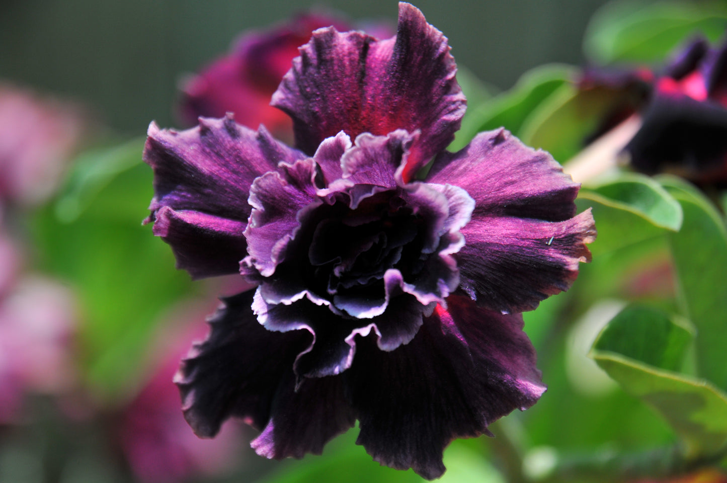 Adenium Wonderful Purple (Variegated)