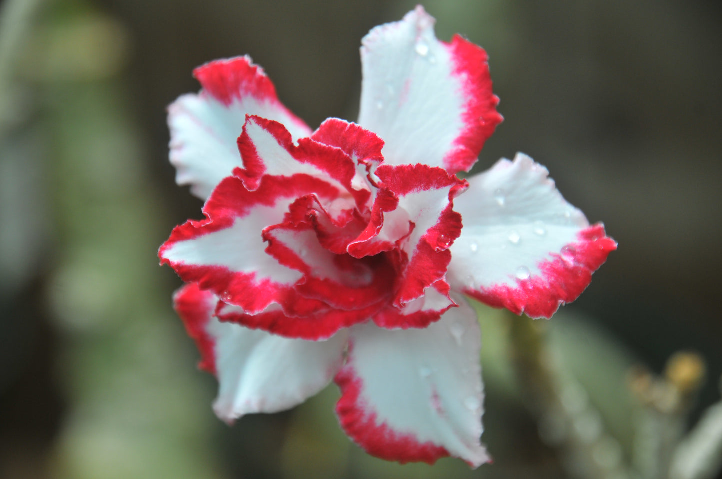 Adenium Ferrari