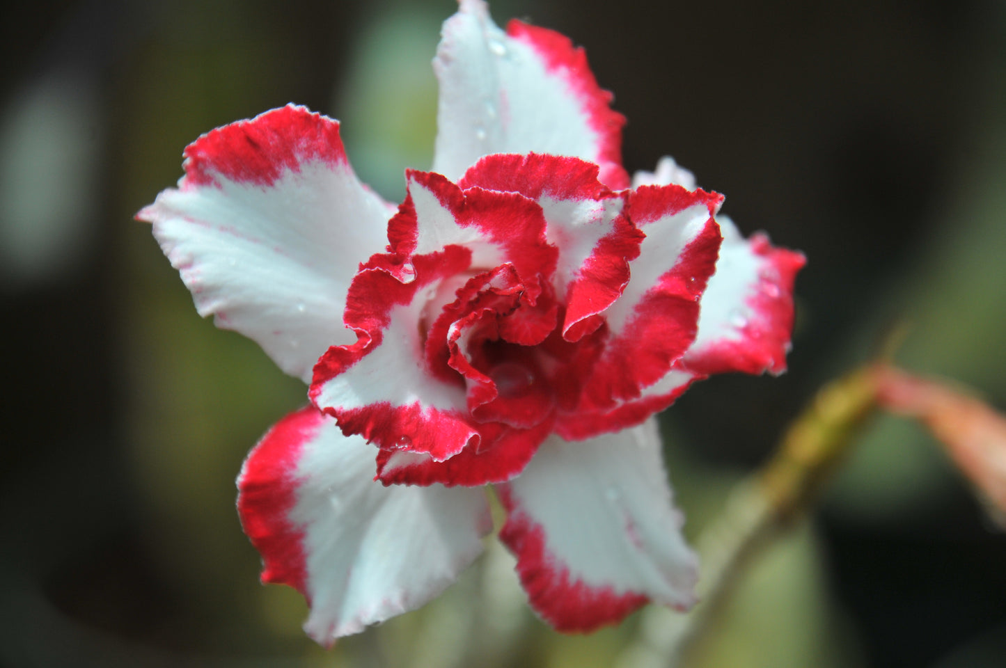 Adenium Ferrari