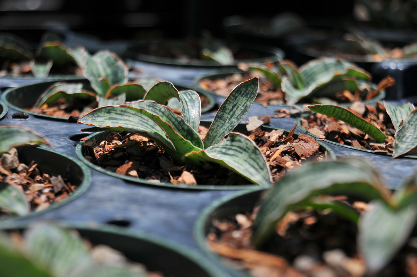 Sansevieria "Cleopatra"