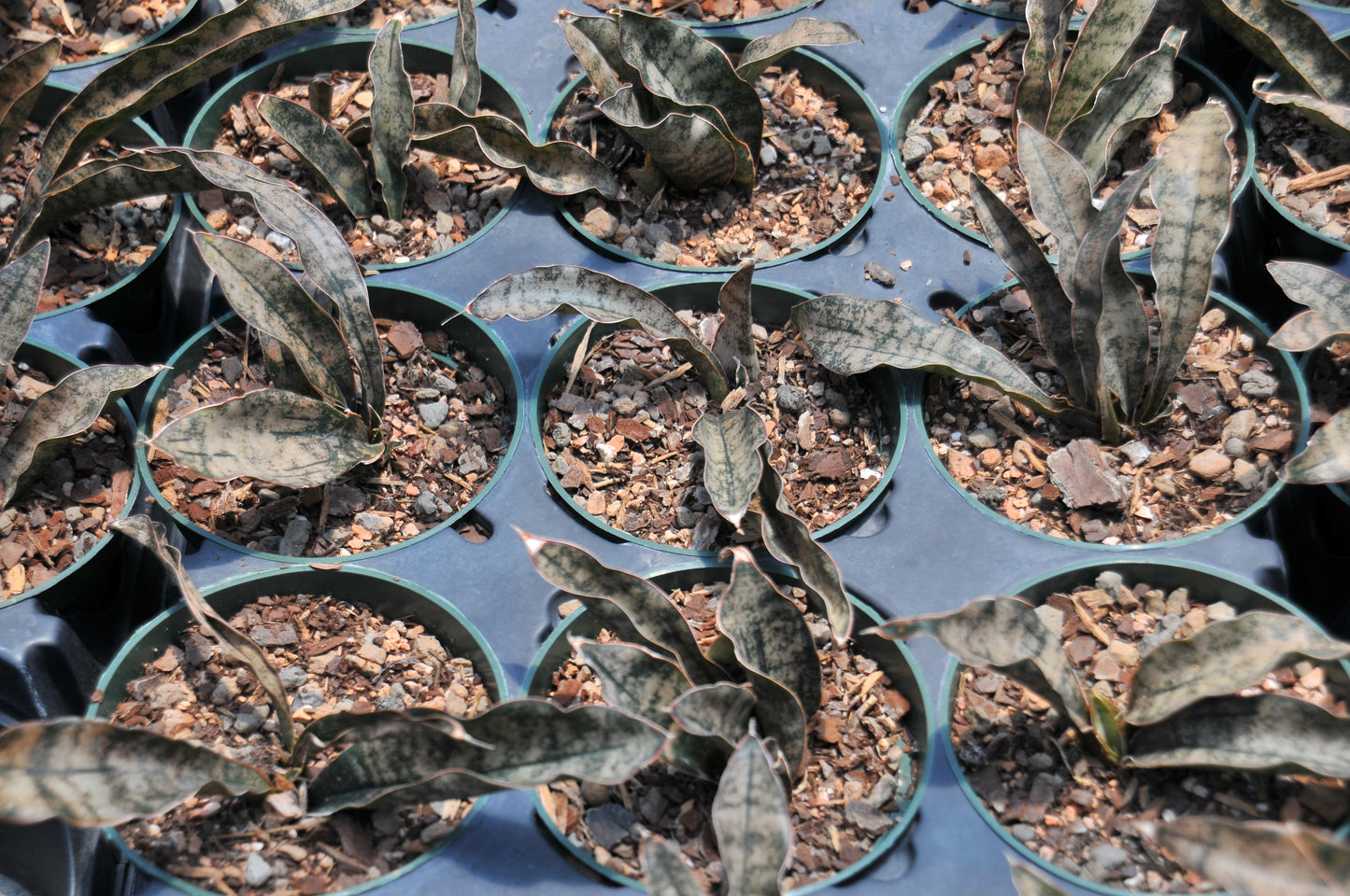 Sansevieria coppertone