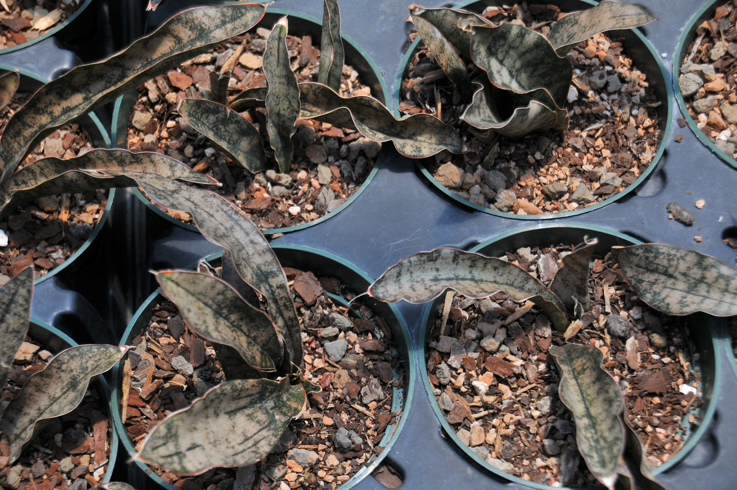 Sansevieria coppertone