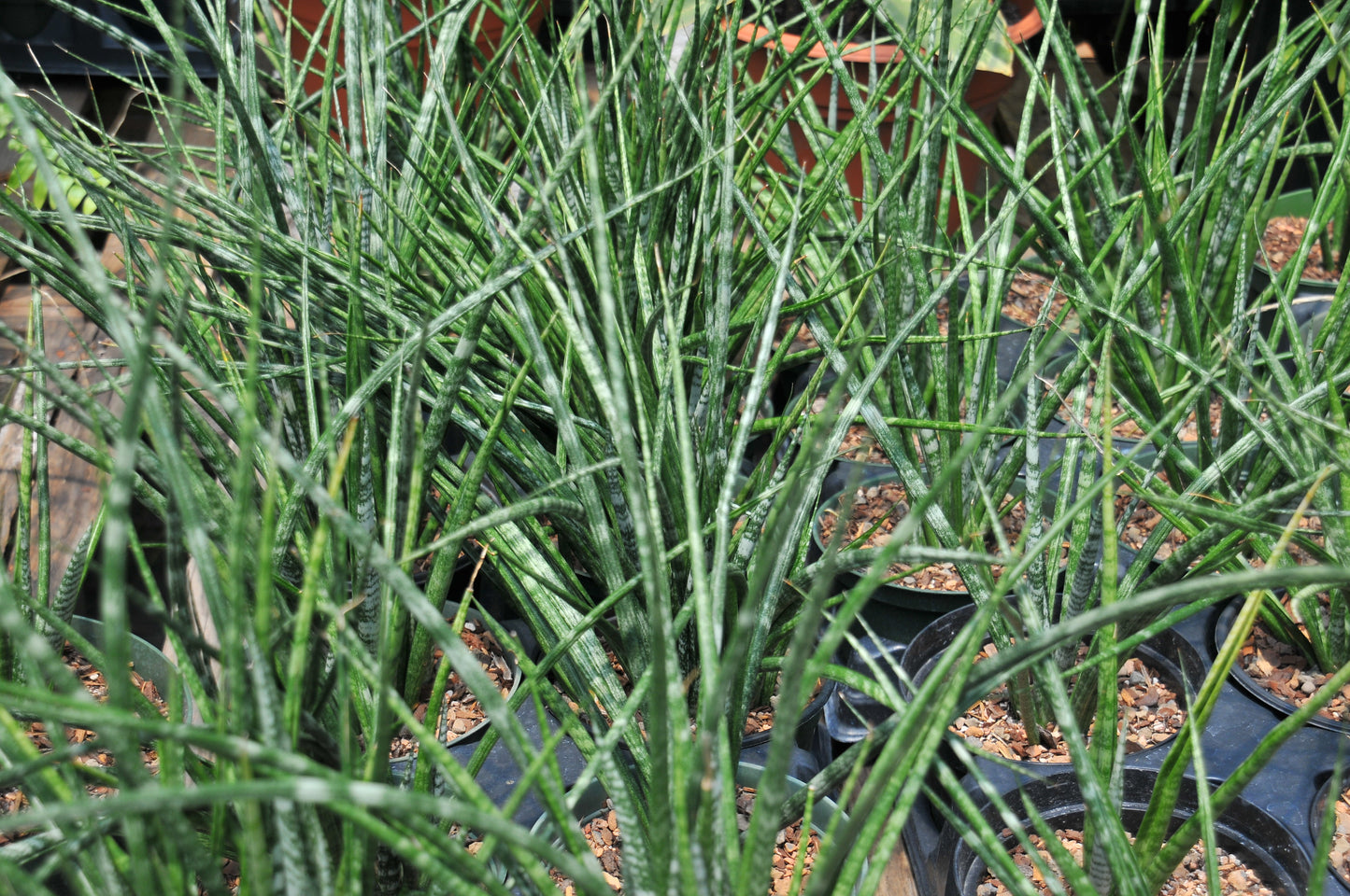 Sansevieria Fernwood