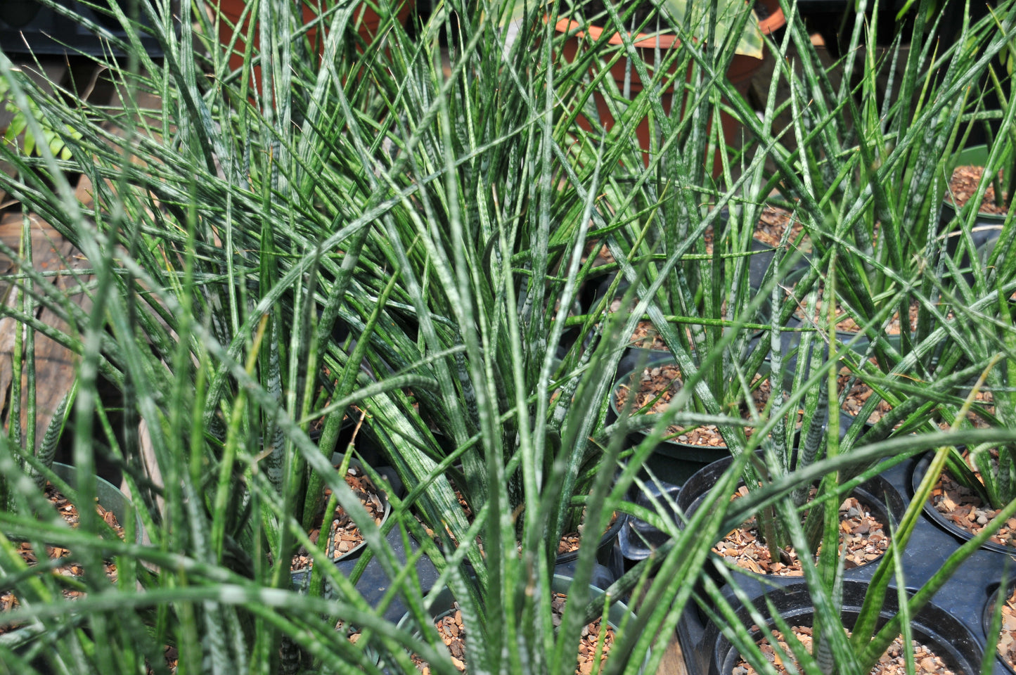 Sansevieria Fernwood