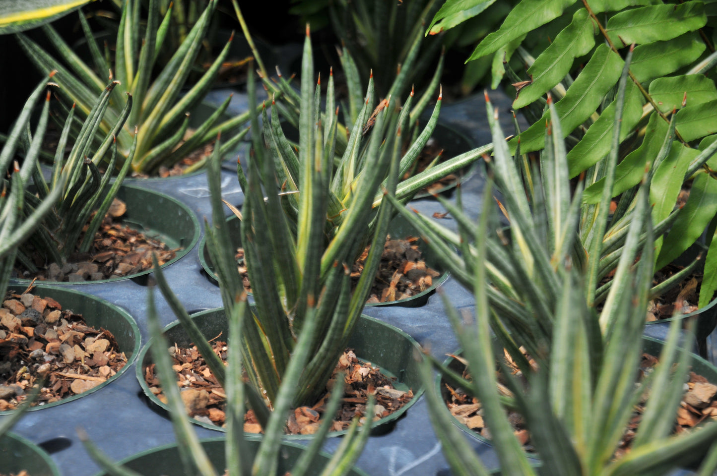 Sansevieria Francisii Variegated