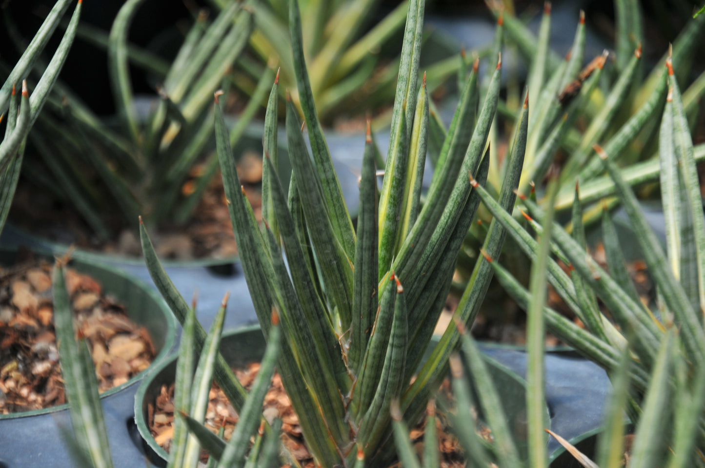 Sansevieria Francisii Variegated