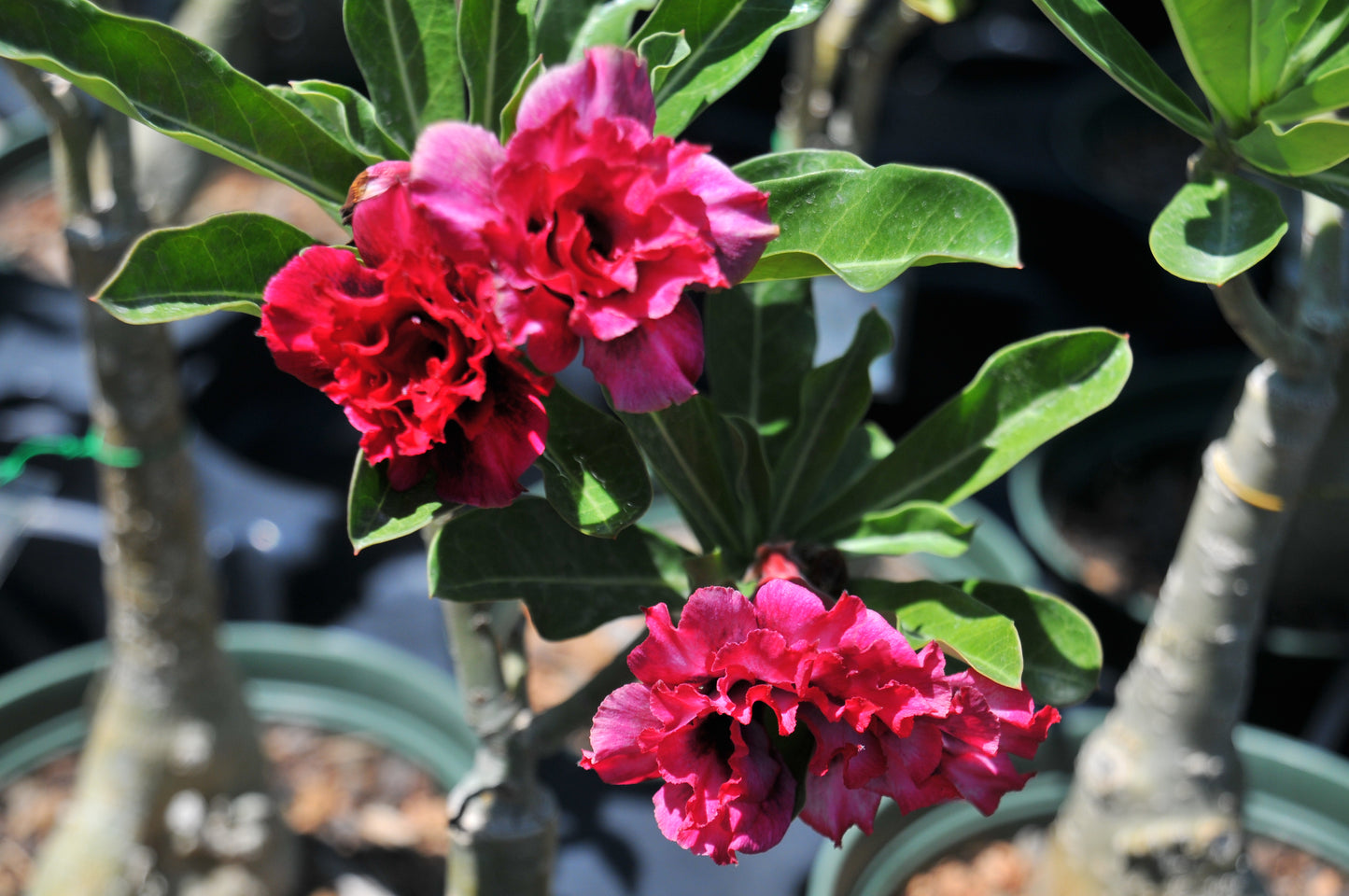 adenium "manee nate"