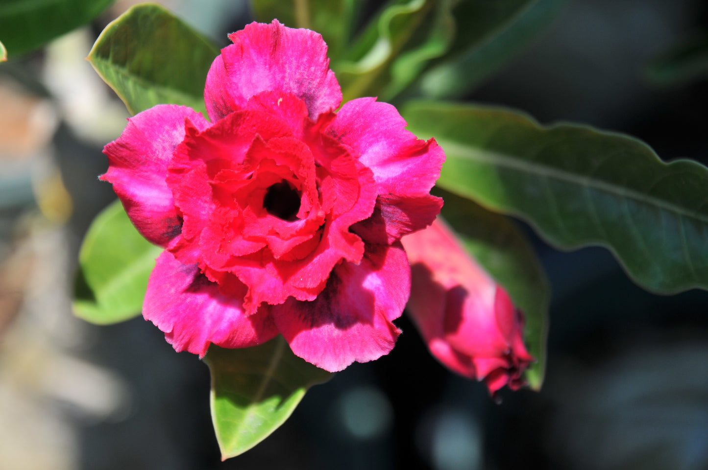 adenium "manee nate"