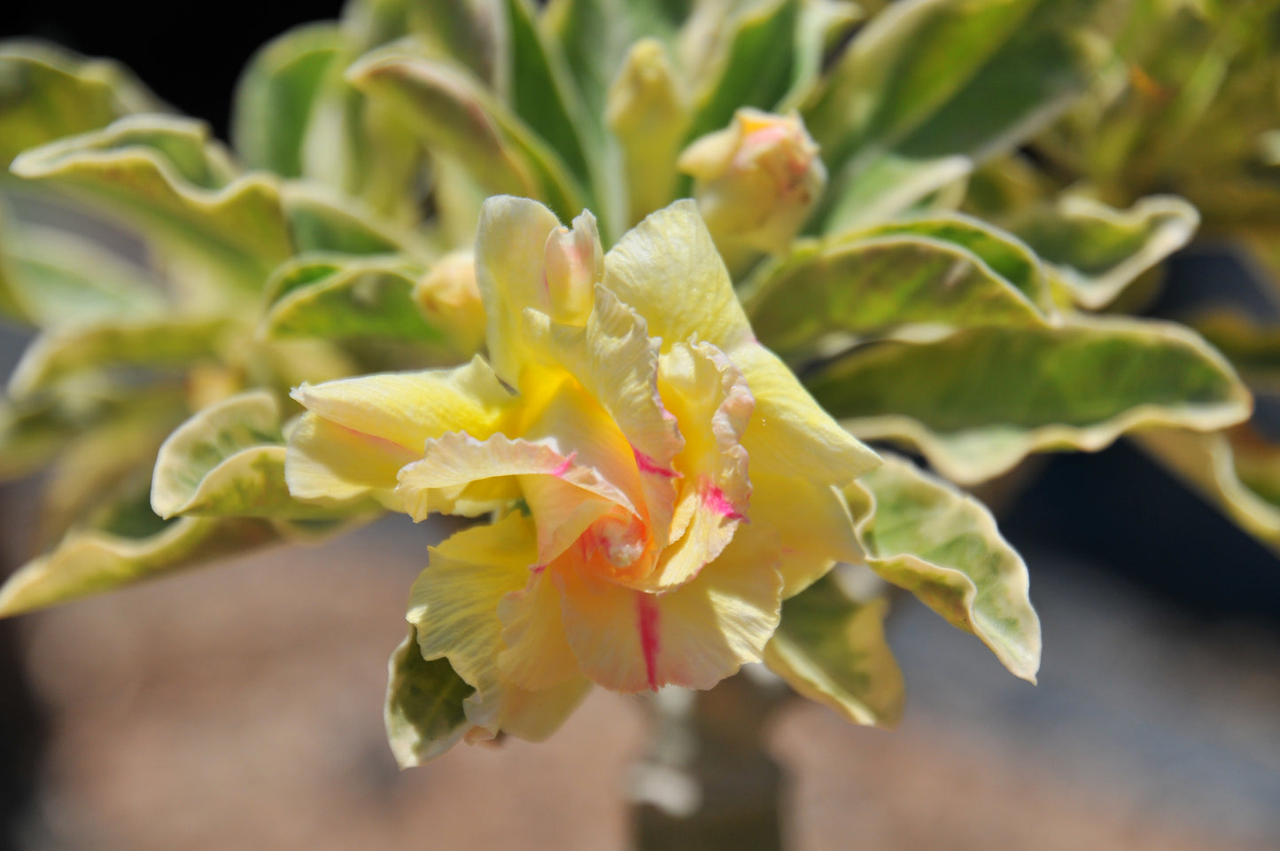 Adenium Wonderful Yellow (Variegated)