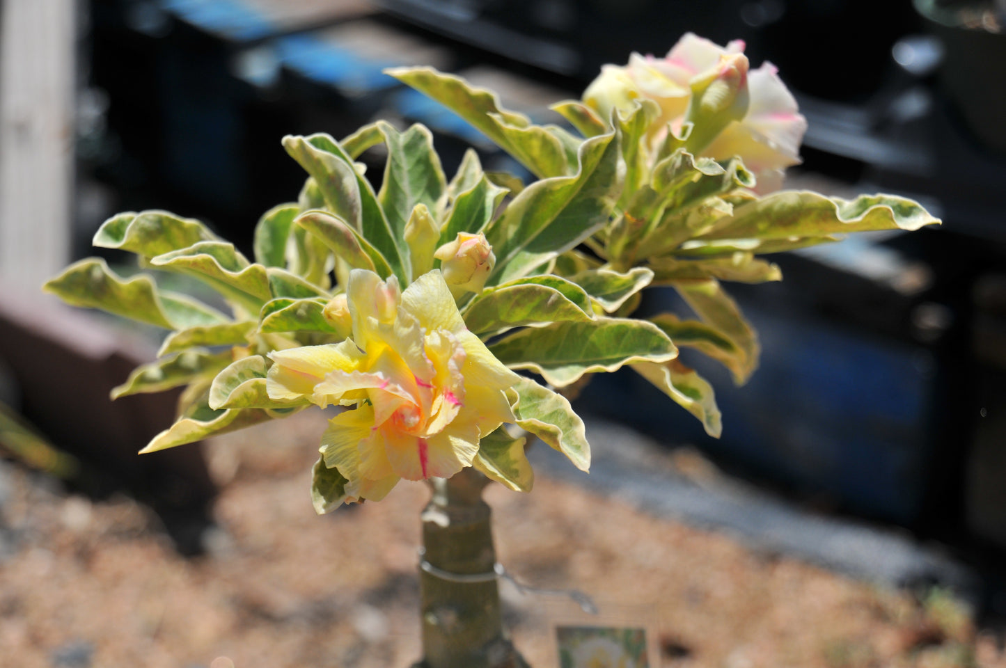 Adenium Wonderful Yellow (Variegated)