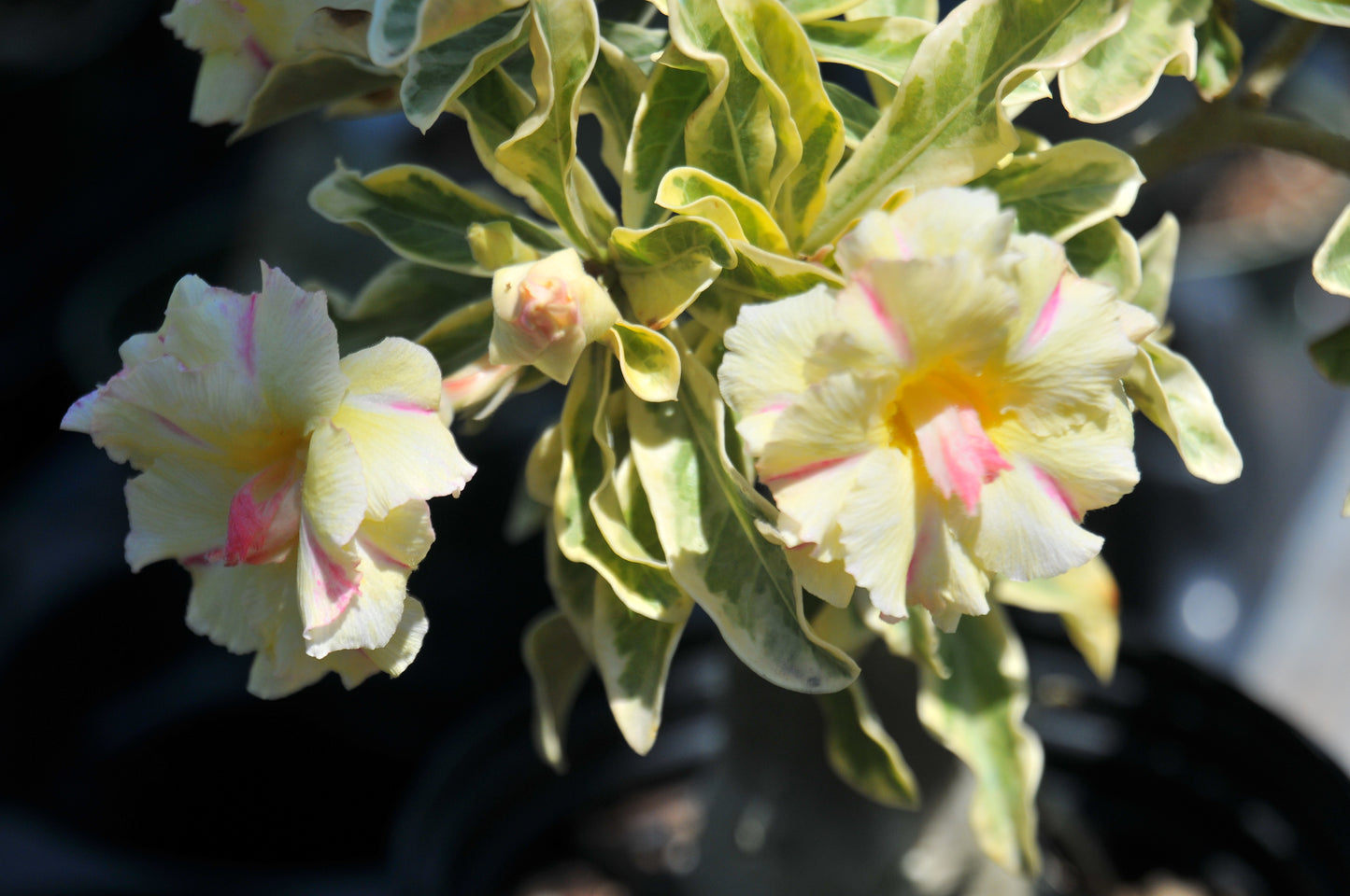 Adenium Wonderful Yellow (Variegated)