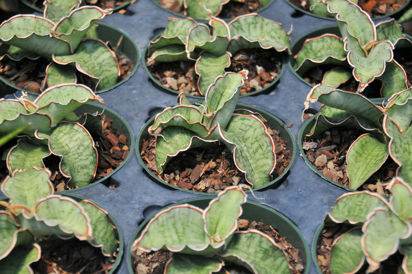Sansevieria kirkii silver blue