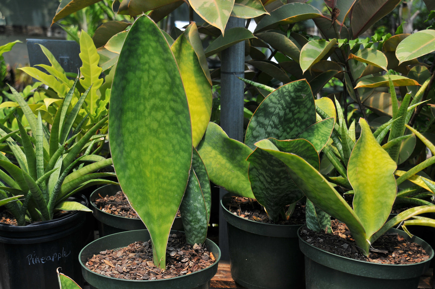Sansevieria whale fin