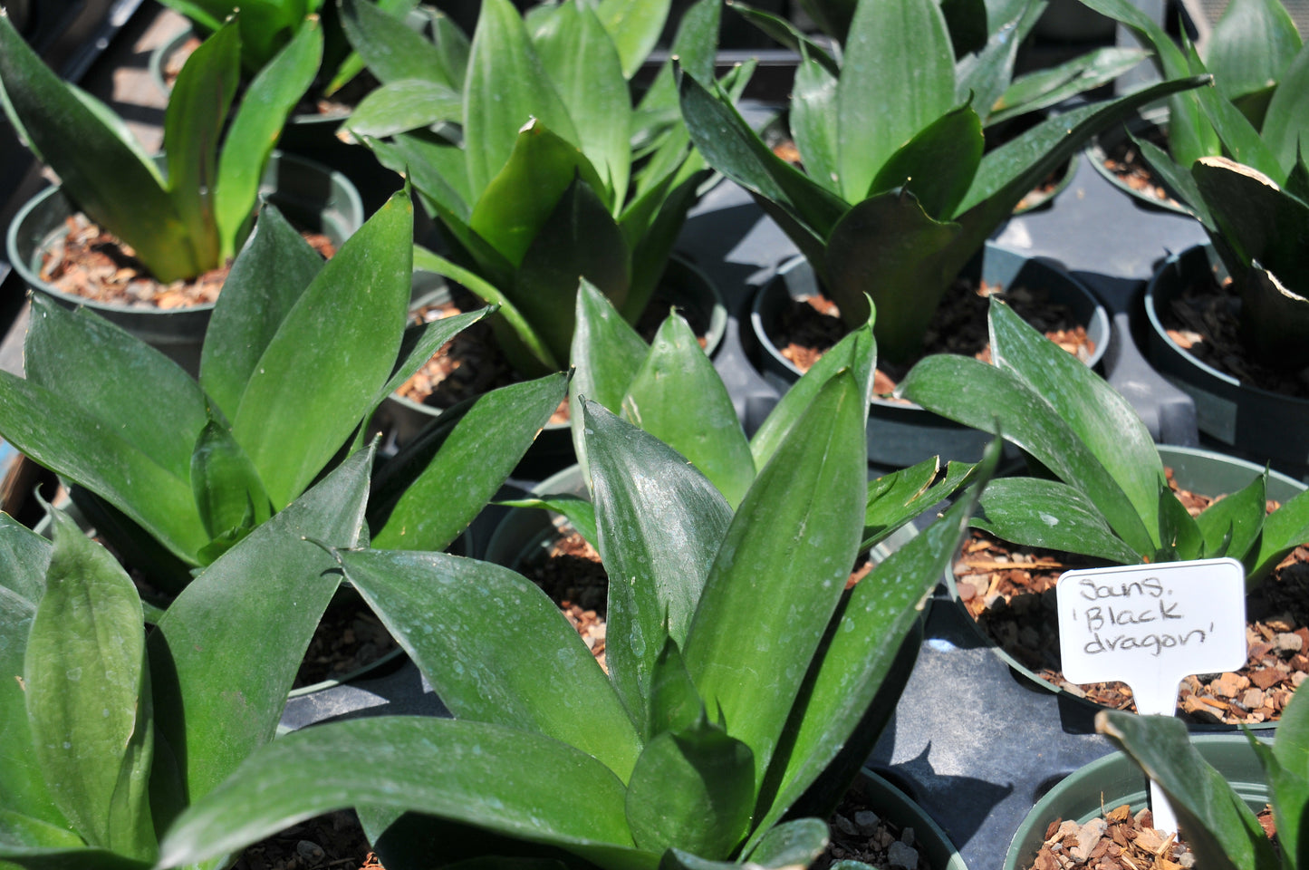Sansevieria 'Black dragon'