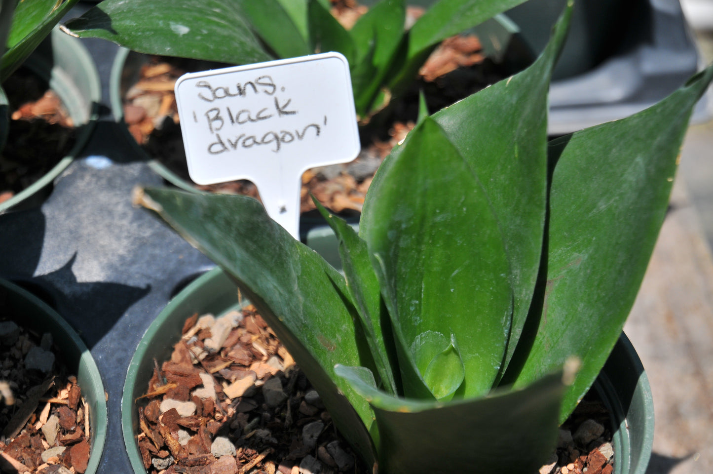 Sansevieria 'Black dragon'