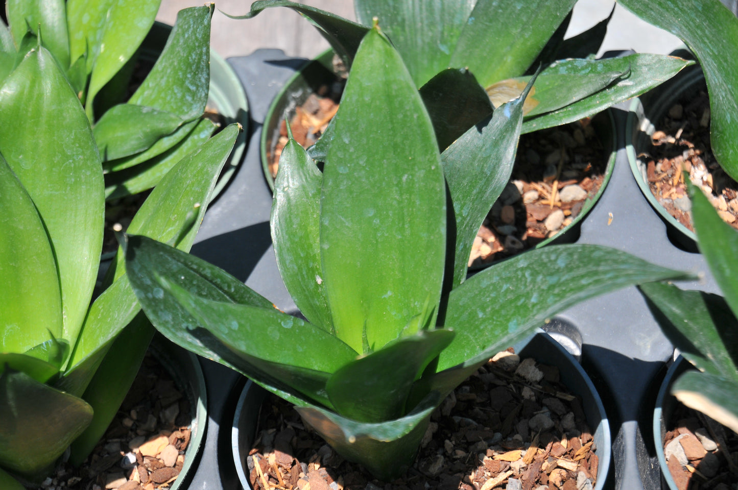 Sansevieria 'Black dragon'