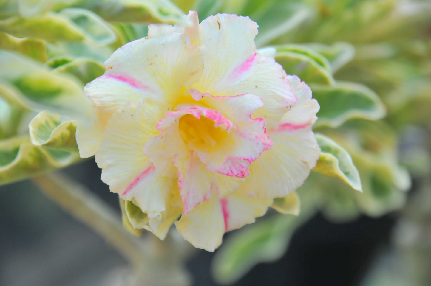 Adenium Wonderful Yellow (Variegated)