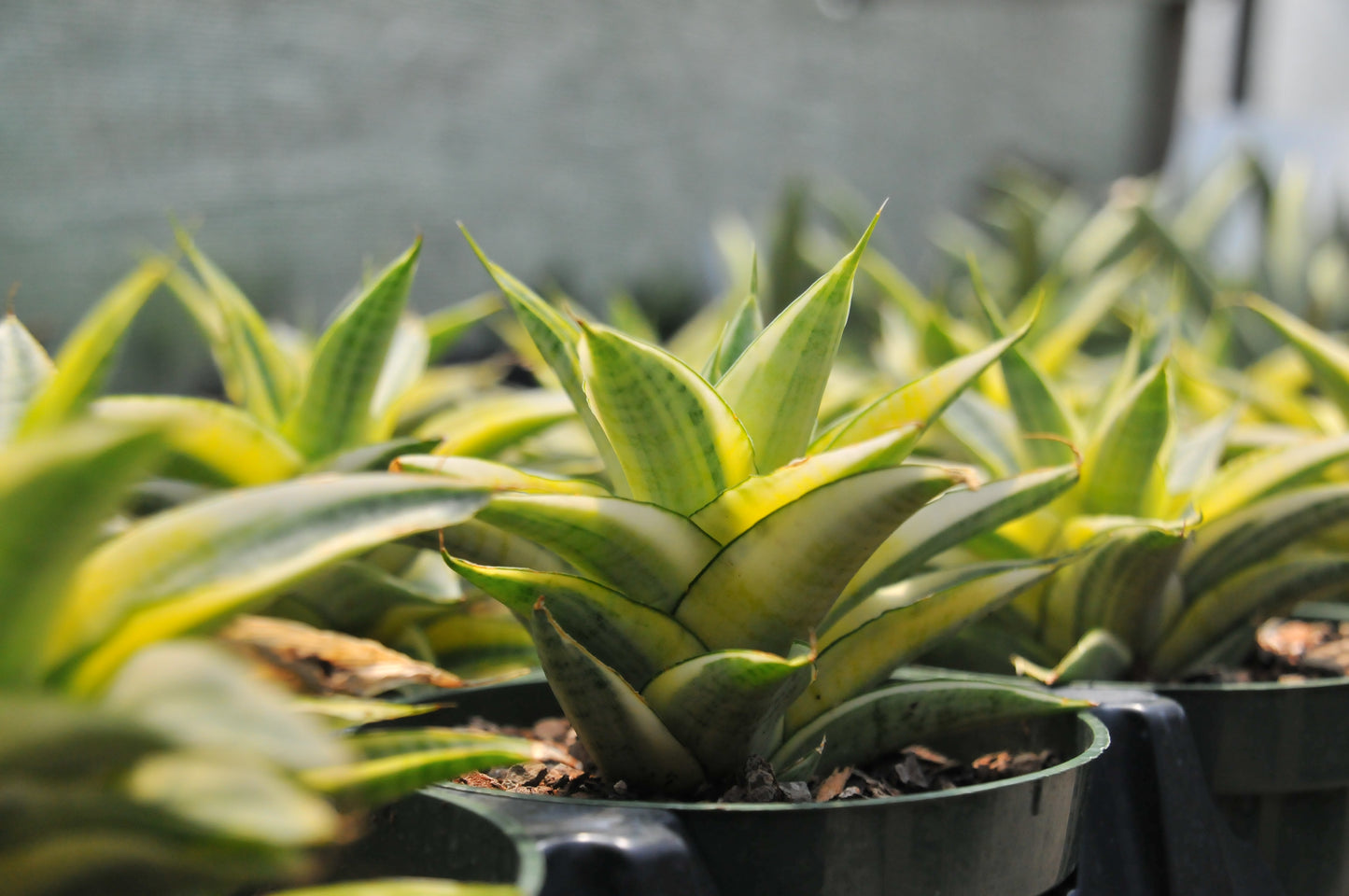 Sansevieria Gabriela