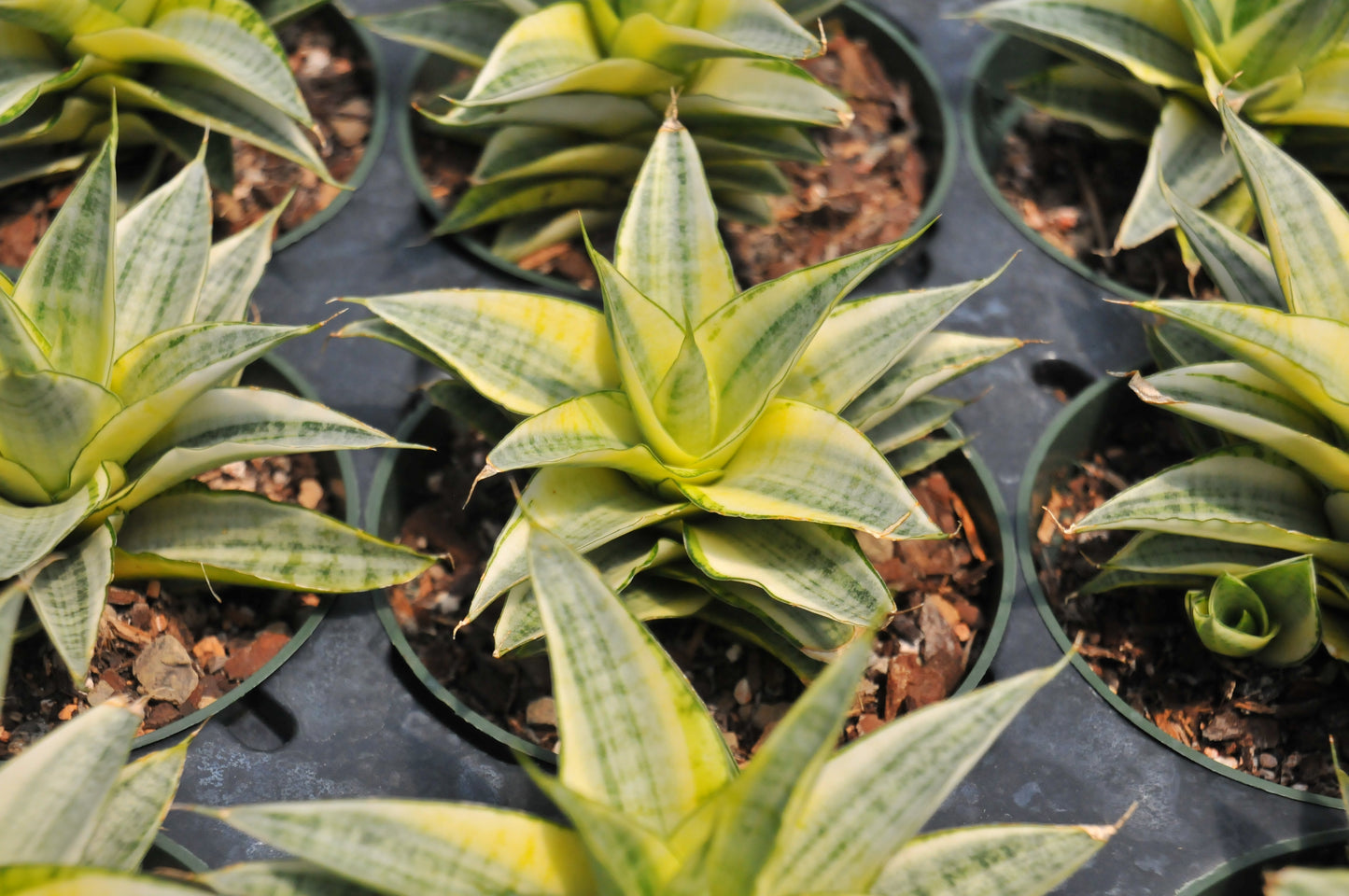 Sansevieria Gabriela