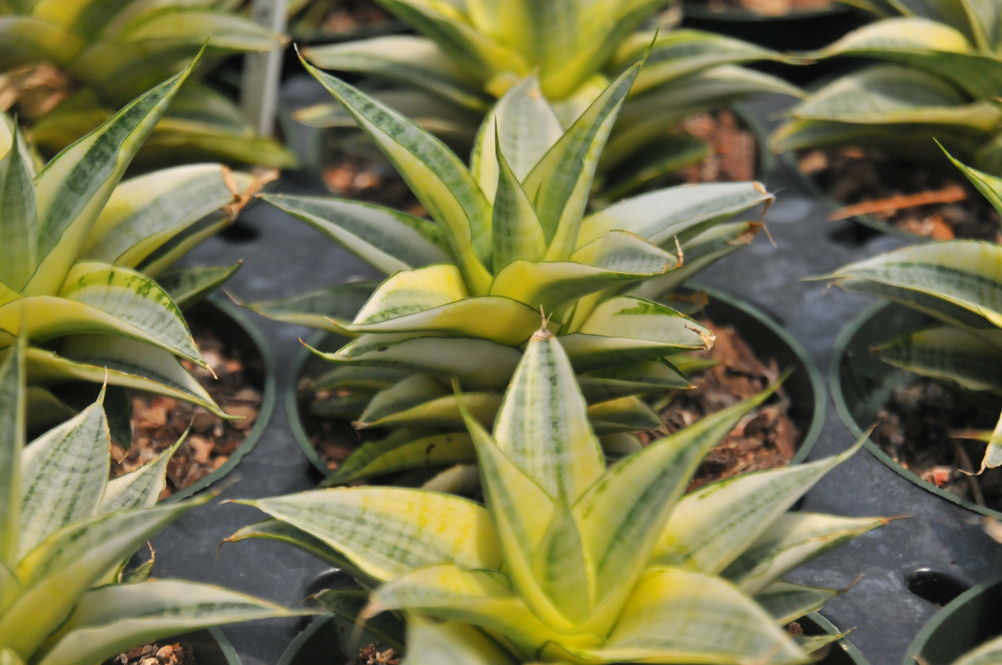 Sansevieria Gabriela
