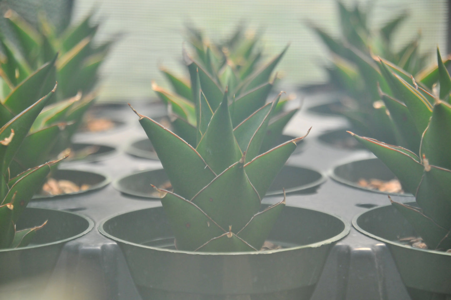 Sansevieria Tower