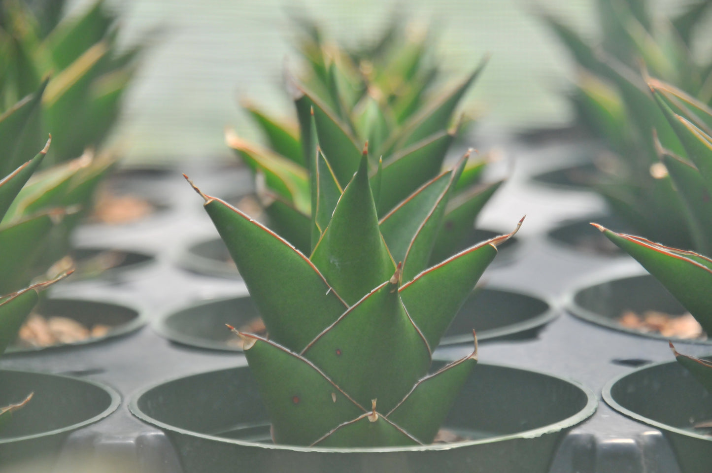 Sansevieria Tower