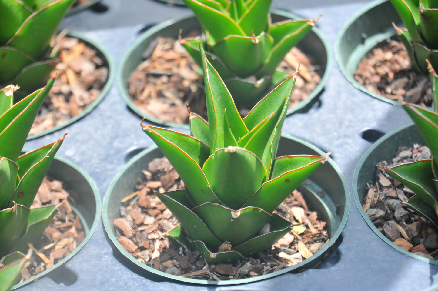 Sansevieria Tower