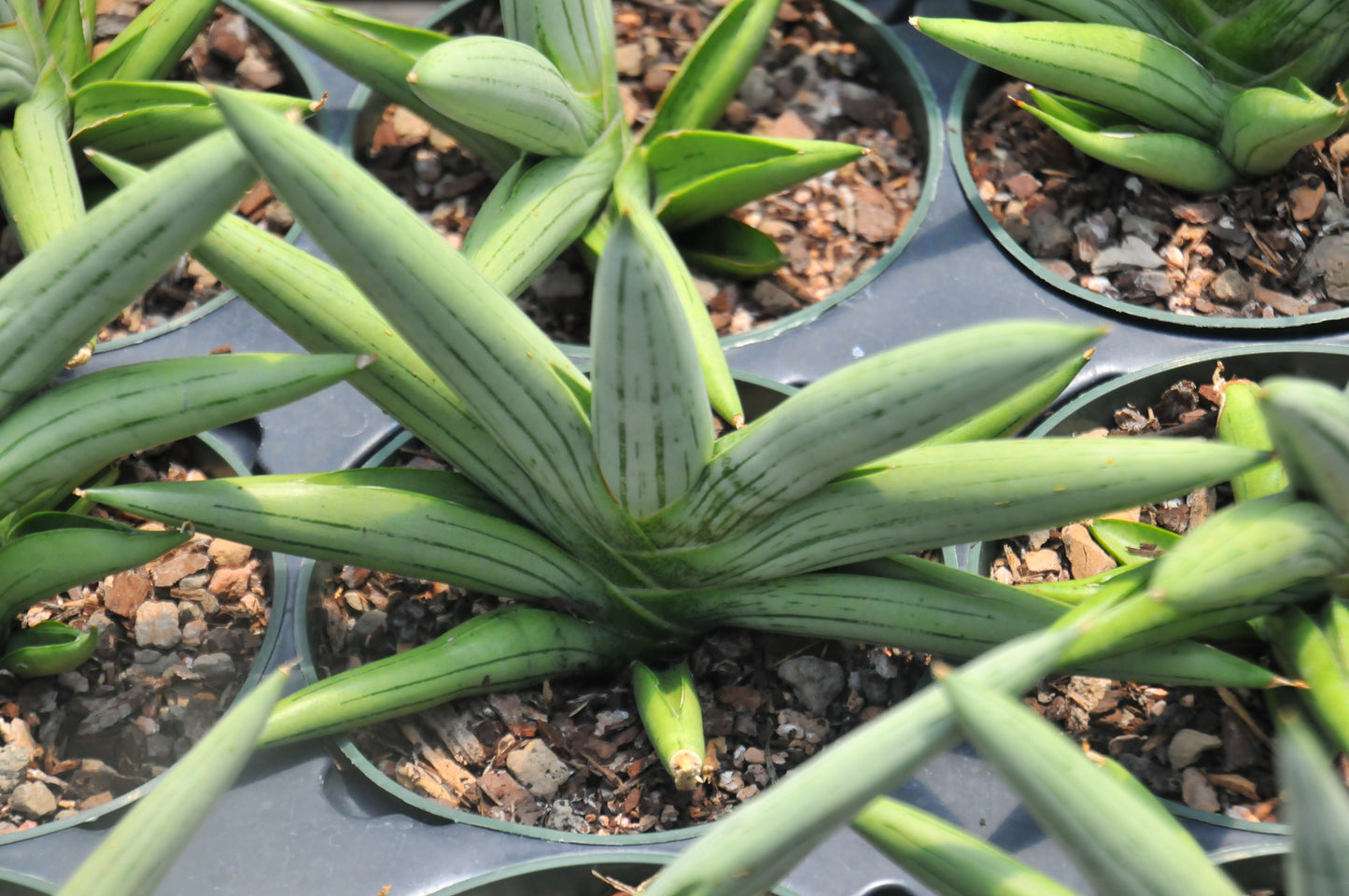 Sansevieria Fatman