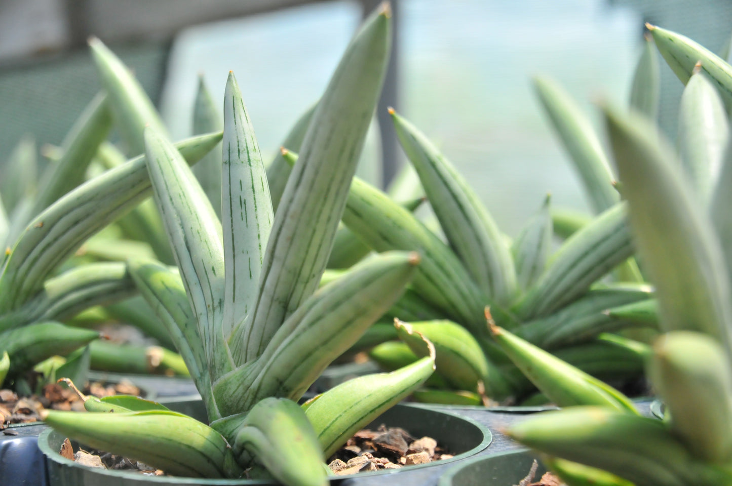 Sansevieria Fatman