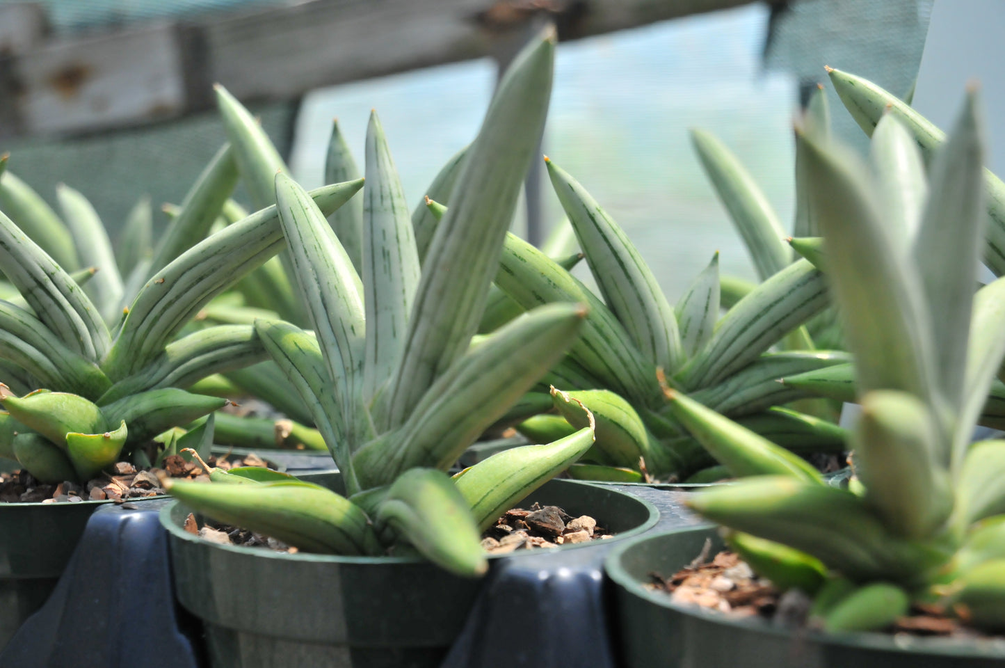 Sansevieria Fatman