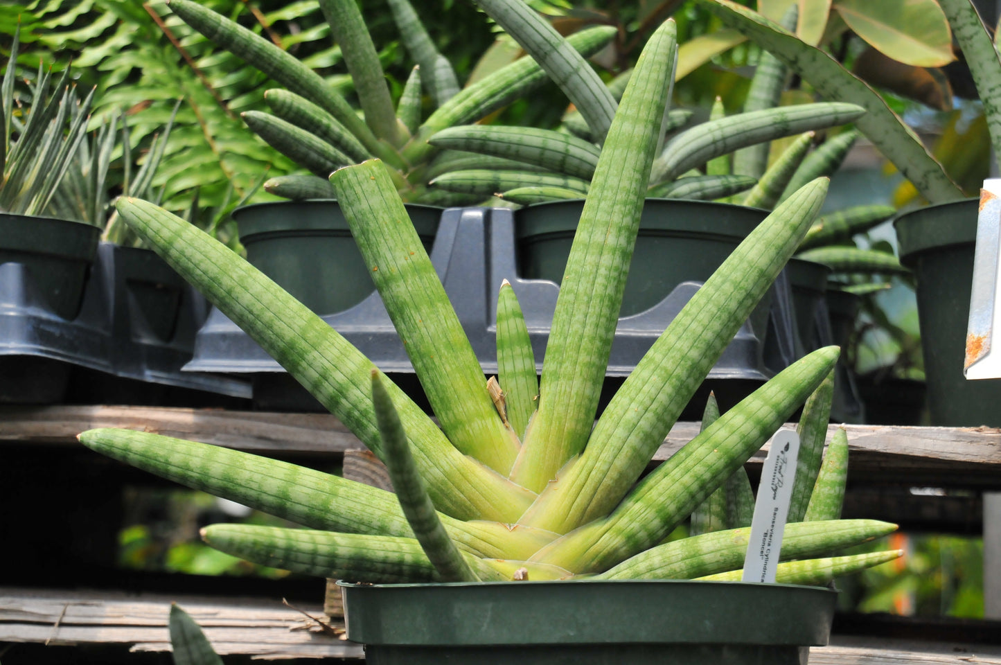 Sansevieria boncel "starfish"